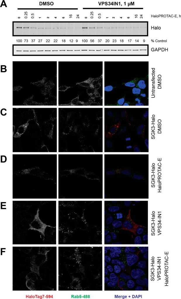 Figure 7. HaloPROTAC-E induces degradation of endosomally localized proteins