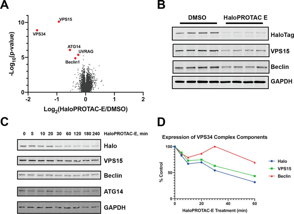 Figure 8. Degradation of HaloTag7 fusions is highly specific and has a biological impact