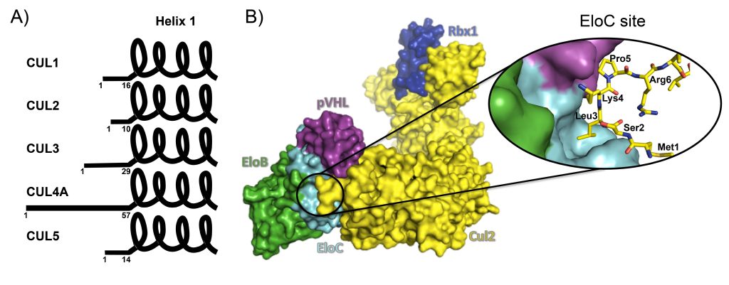 Figure 1. A) N-terminal tail in the Cullin family. B) The CRL2VHL complex