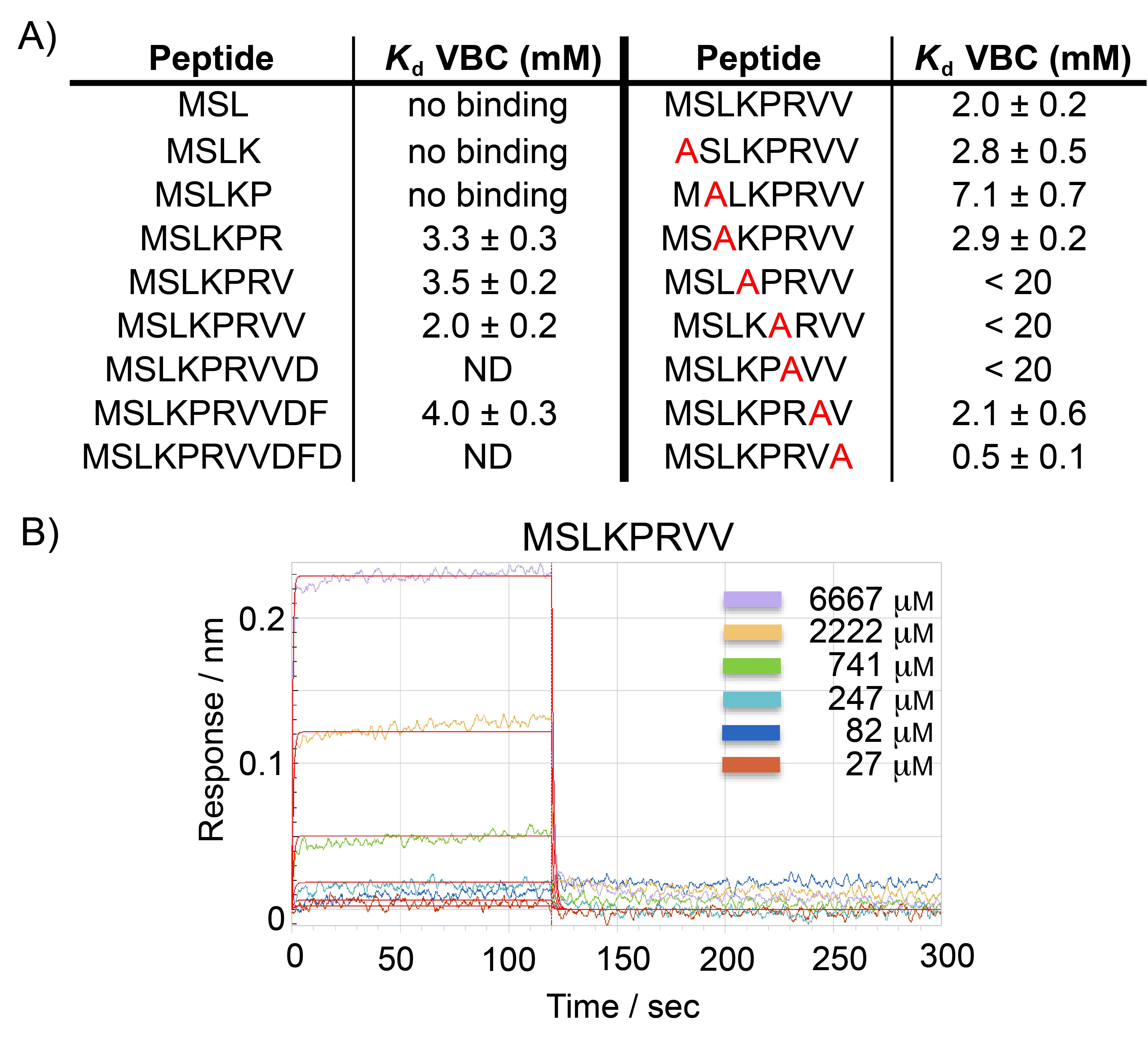 Figure 2 – Biolayer interferometry data of N-terminal Cul2 peptides versus VBC.