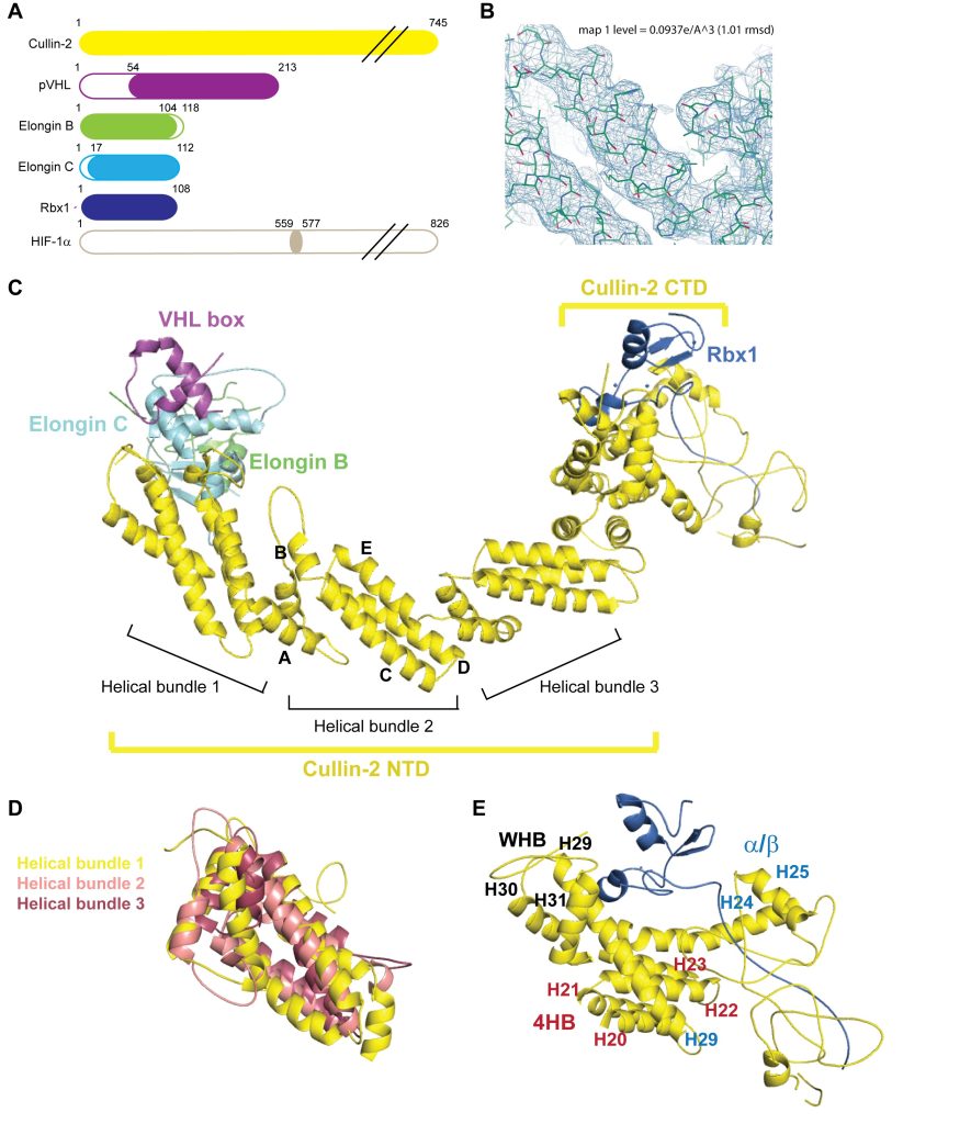 Figure 1. Crystal Structure of the CRL2VHL Complex