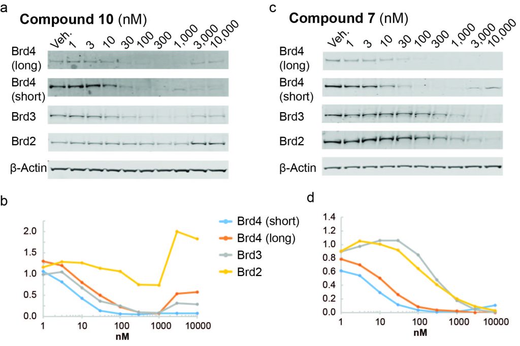 Figure 2. Protein degradation profile of VHL-based BET degraders