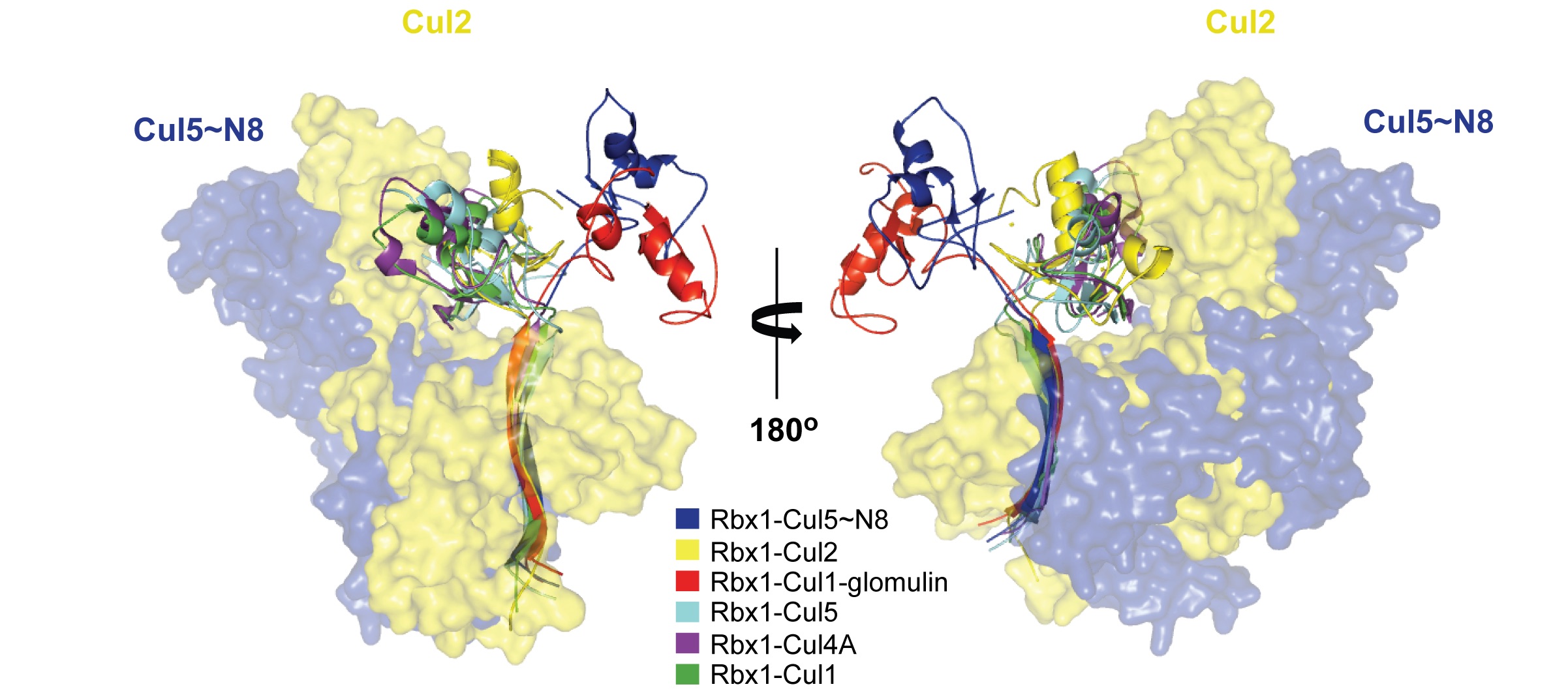 Figure 3. Rbx1 Presents a New Orientation