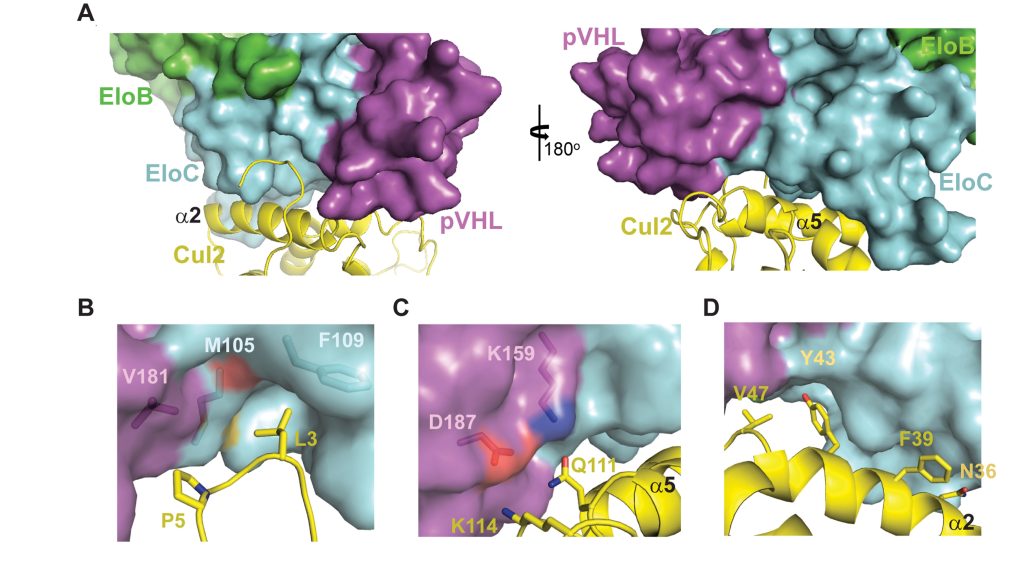 Figure 4. The Cul2-VBC Interface" title="Figure 4. The Cul2-VBC Interface