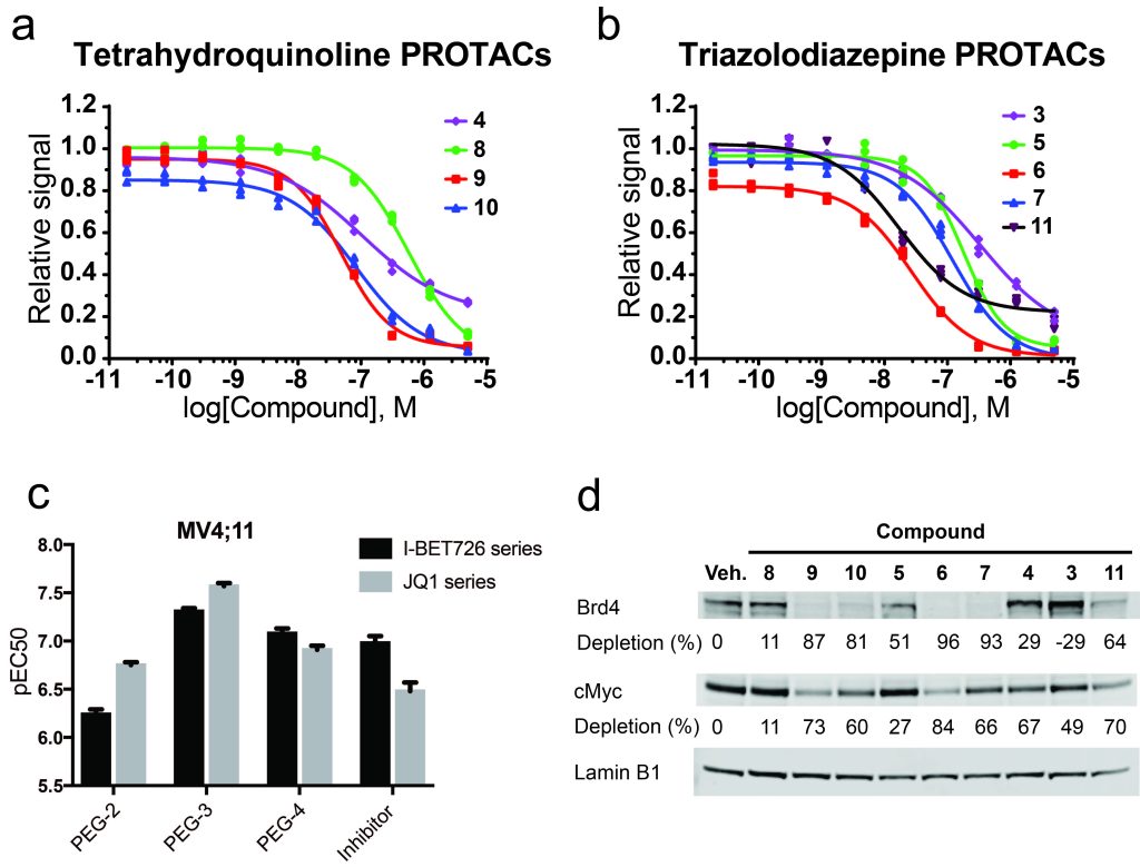 Figure 4. Antiproliferative and Myc-suppression activity of BET degraders and inhibitors