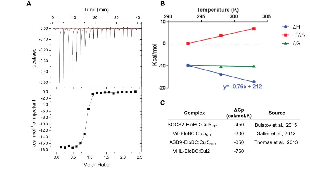 Figure 5. Biophysical Characterization of the Interaction between VBC and Cul2