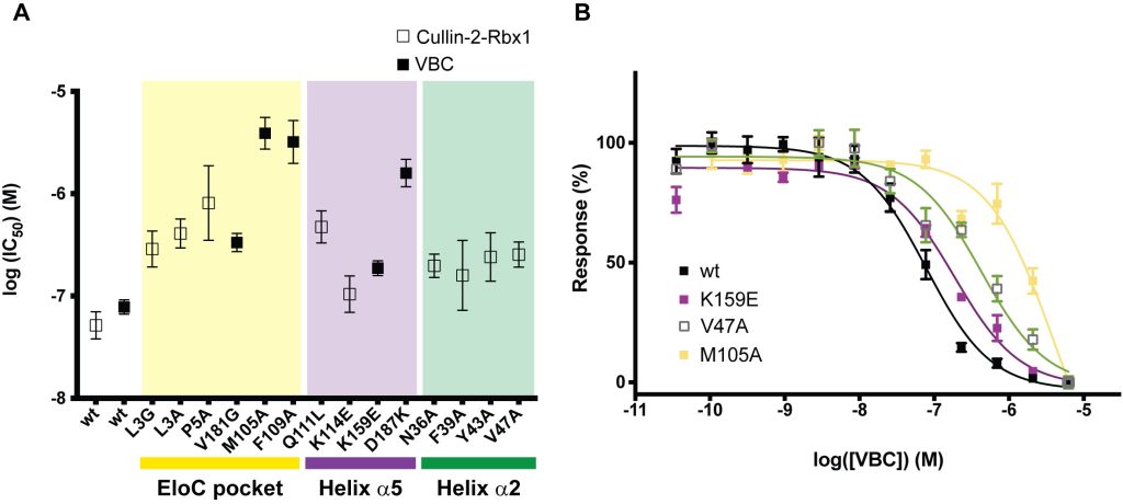 Figure6. Residues in the EloC Hydrophobic Pocket Reveal Criticality for the Strong Binding Affinity of Cul2-VBC