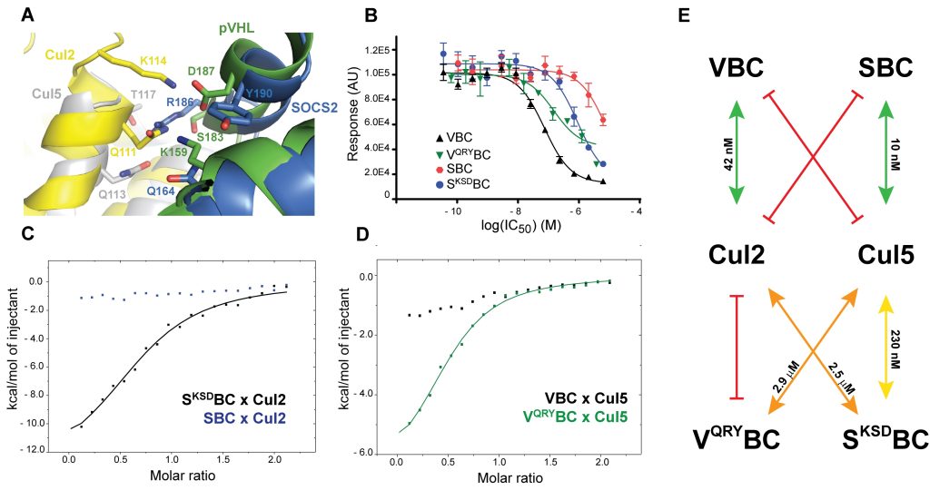 Figure 7. Swapping Residues and Selectivity for Cul2 or Cul5