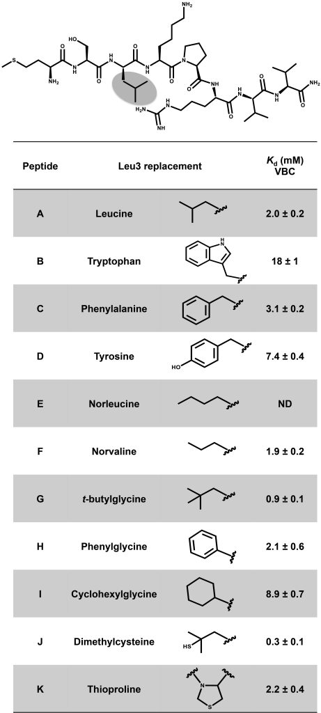 Table 1 – Results from the BLI experiment with the peptide variants replacing Leu3.