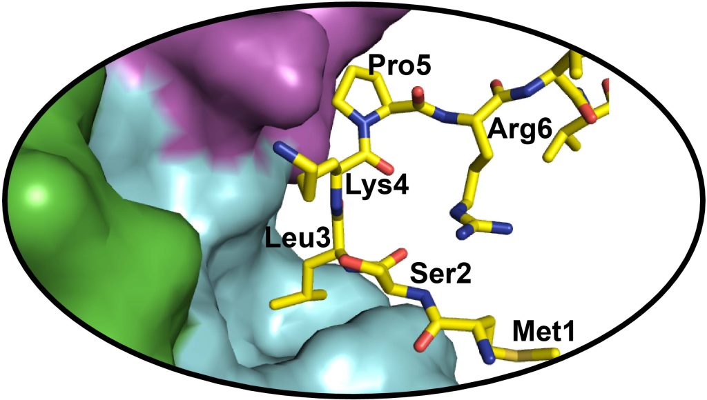 ToC: Cul2-based peptides